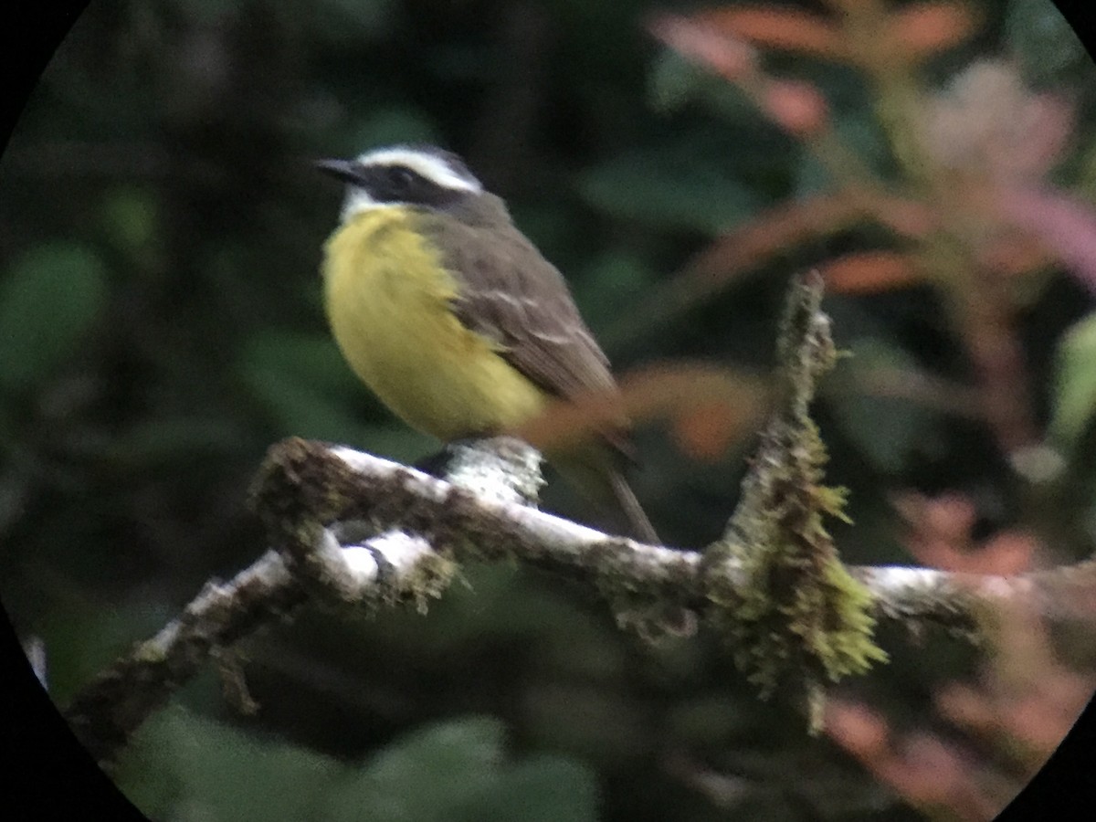 Social Flycatcher - Frank Fabbro