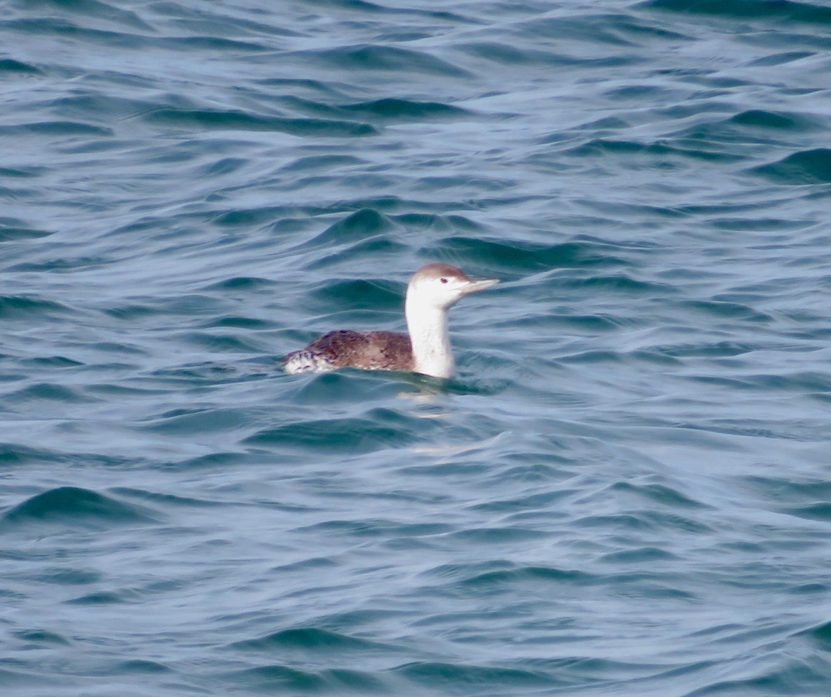 Red-throated Loon - ML92293201