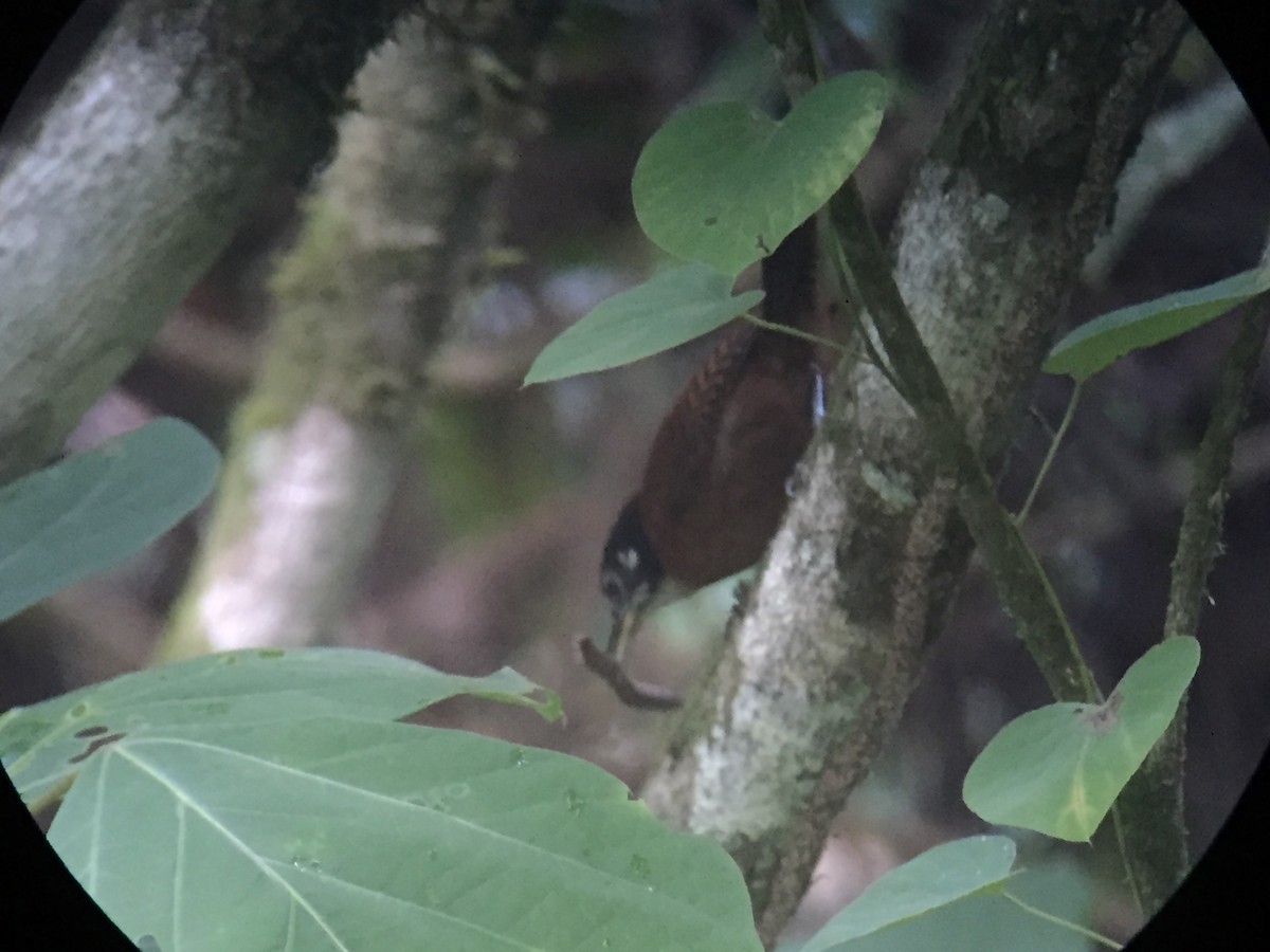 Bay Wren - ML92293661