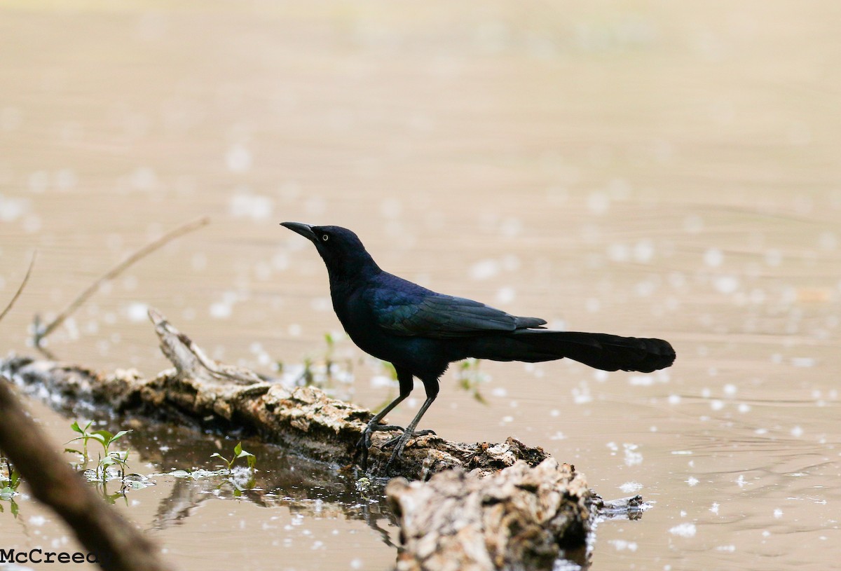 Great-tailed Grackle - Chris McCreedy - no playbacks