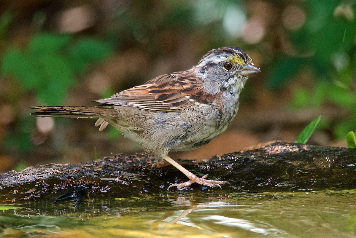 White-throated Sparrow - ML92295751