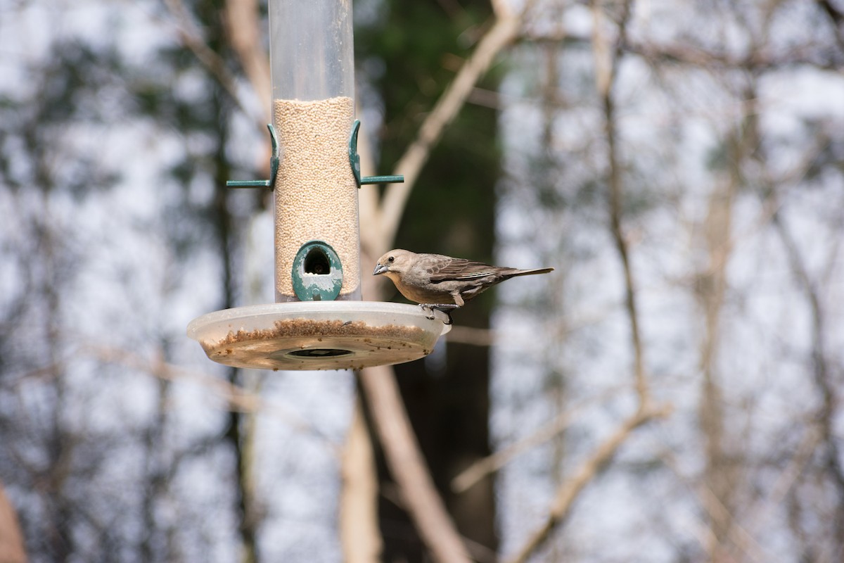 Brown-headed Cowbird - ML92295961