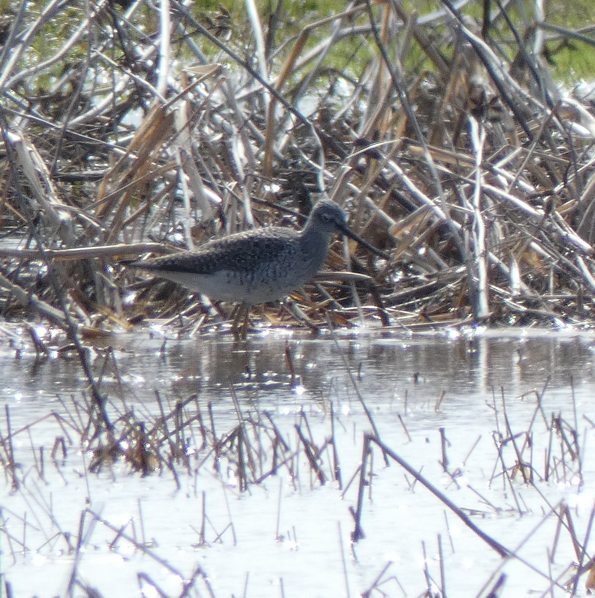 Greater Yellowlegs - ML92296171