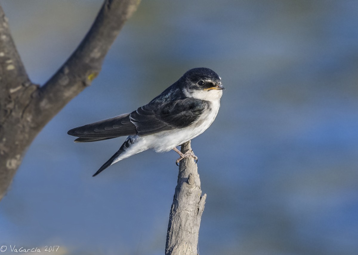 Chilean Swallow - ML92296701