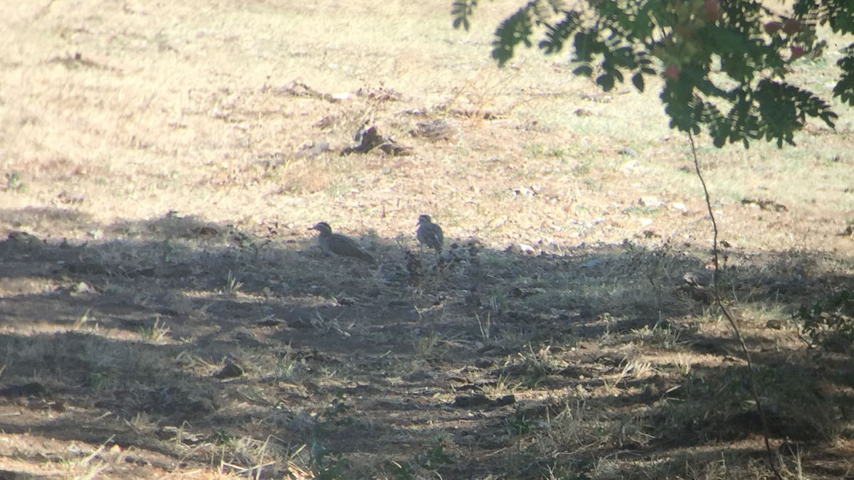 Double-striped Thick-knee - ML92297131