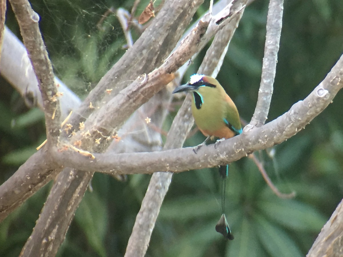 Turquoise-browed Motmot - ML92297711