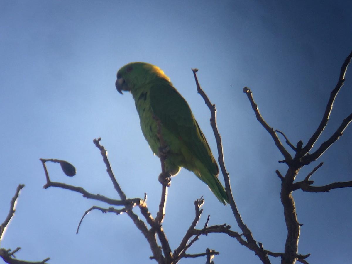 Yellow-naped Parrot - ML92298161