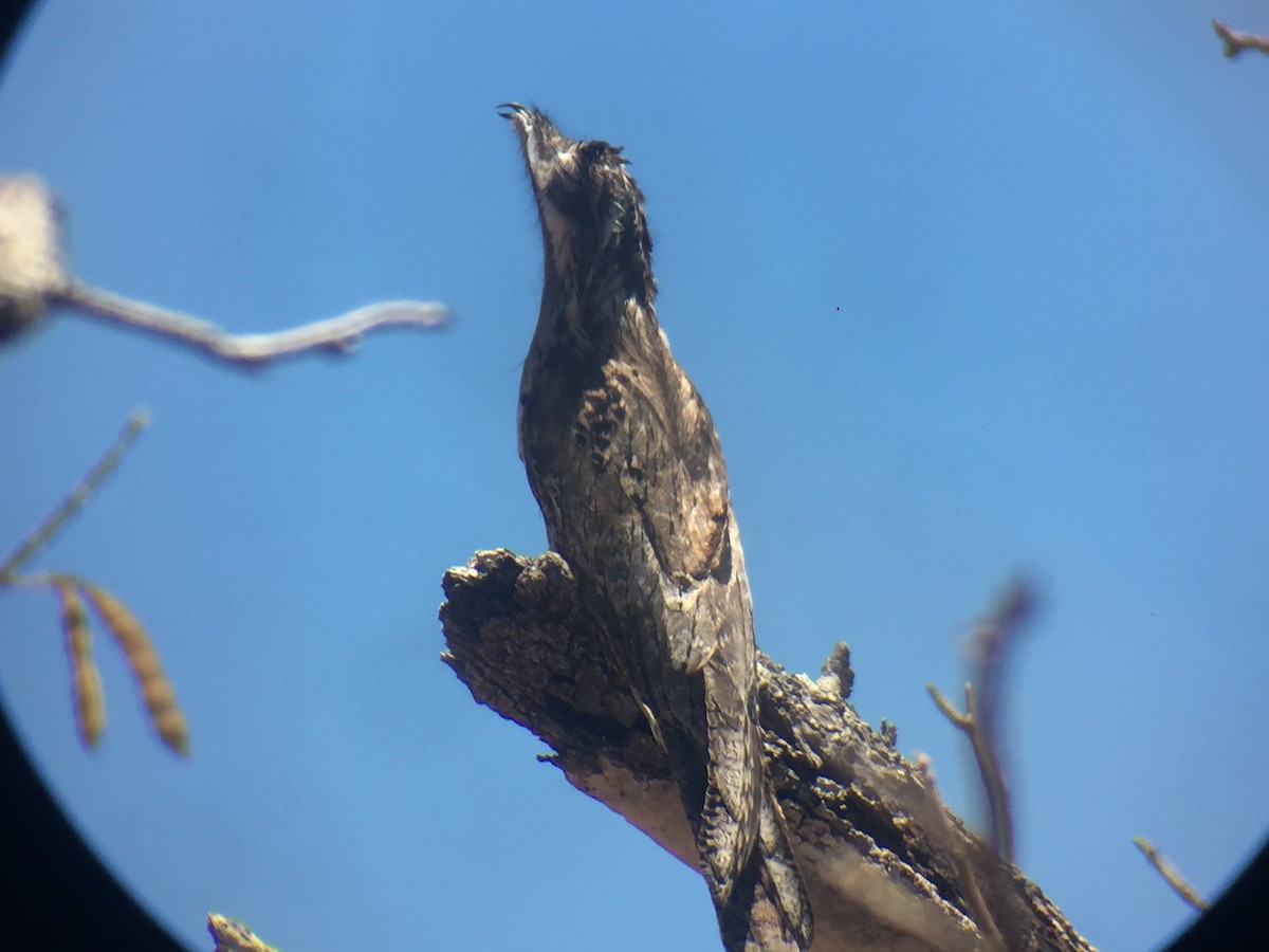 Northern Potoo - ML92298411