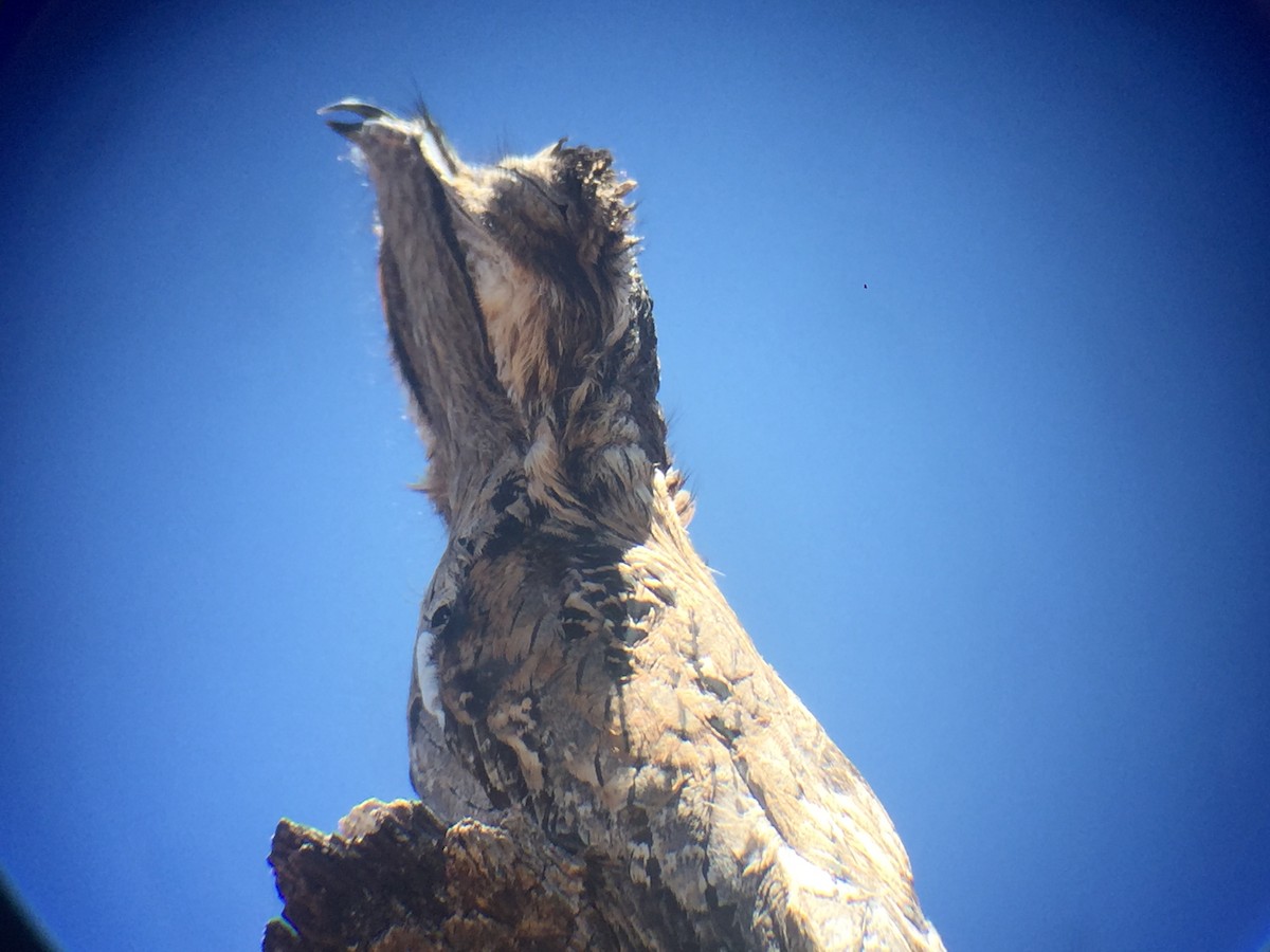 Northern Potoo - ML92298521