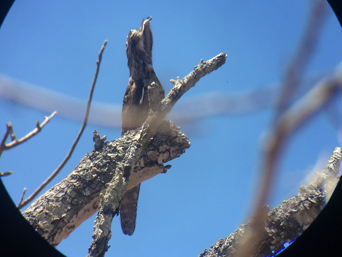 Northern Potoo - ML92298561