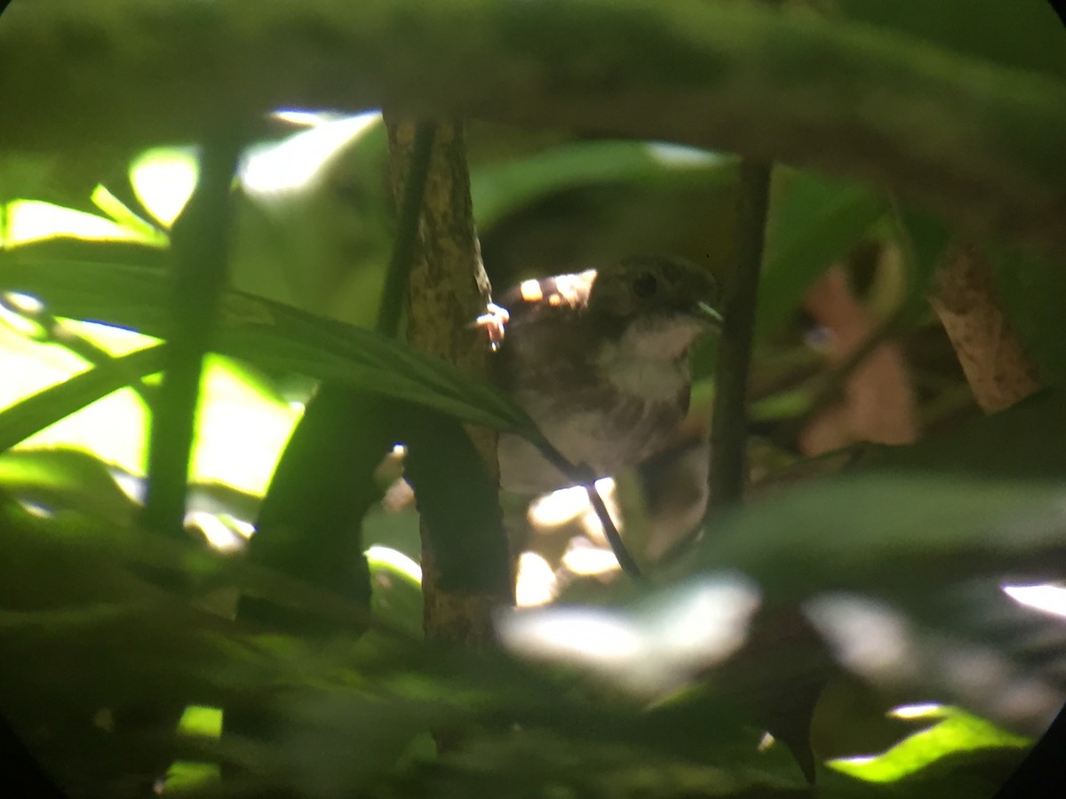 Spotted Antbird - ML92298931
