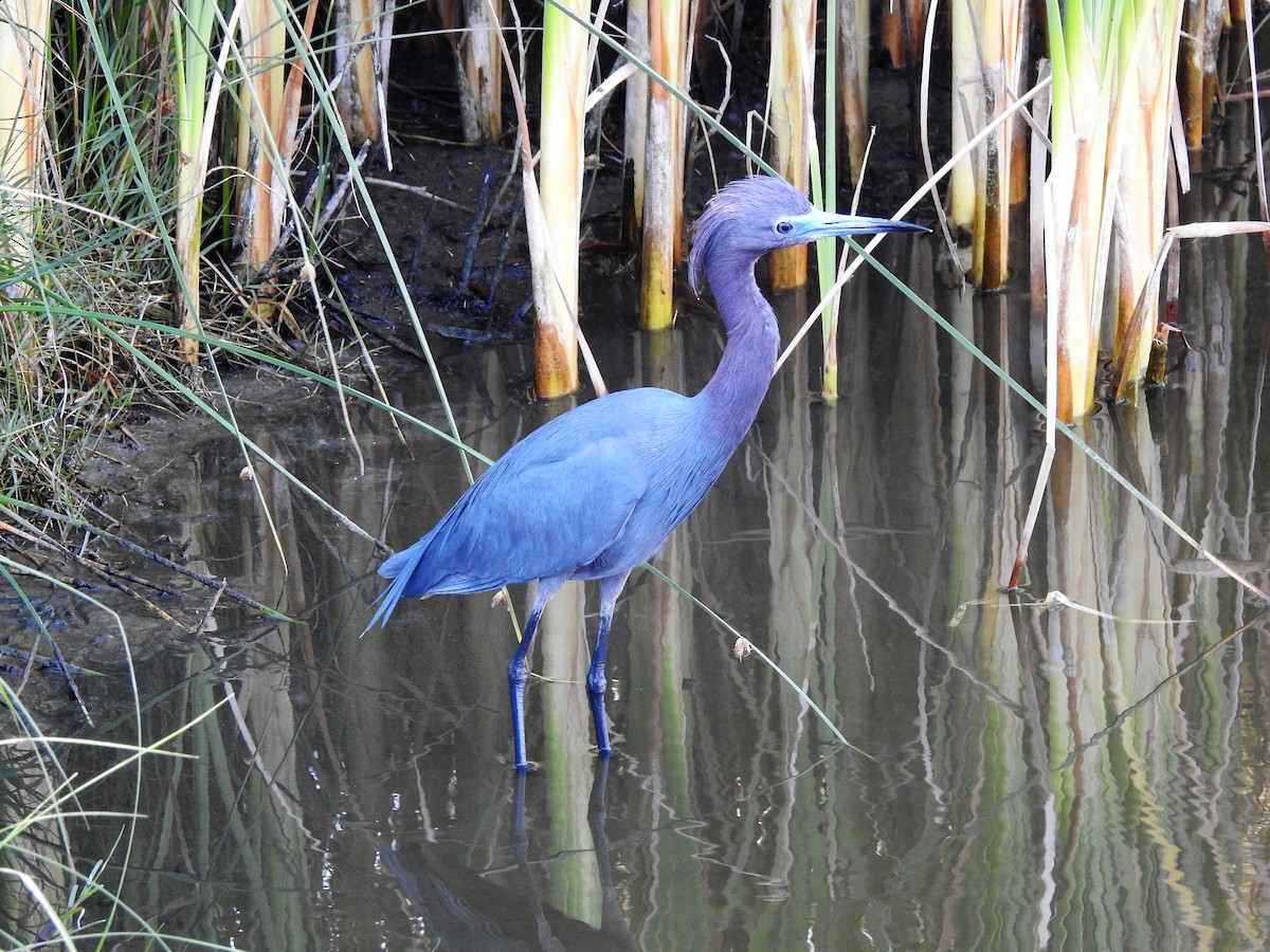 Little Blue Heron - ellen horak