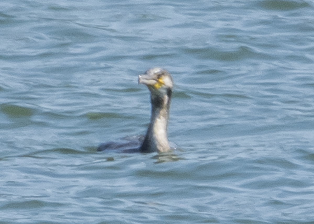 Great Cormorant - Michael Linz