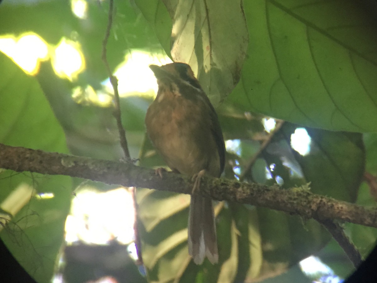 Tody Motmot - ML92299391