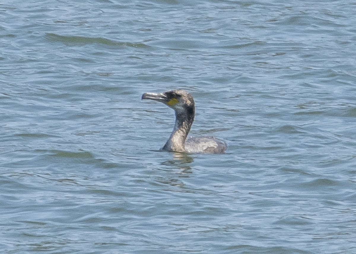 Great Cormorant - ML92299451