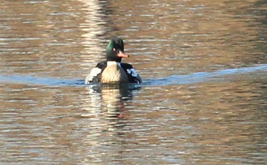 Red-breasted Merganser - ML92300571