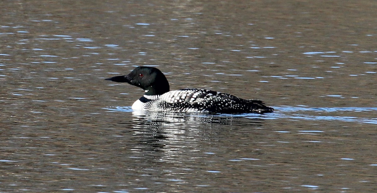 Common Loon - ML92300751