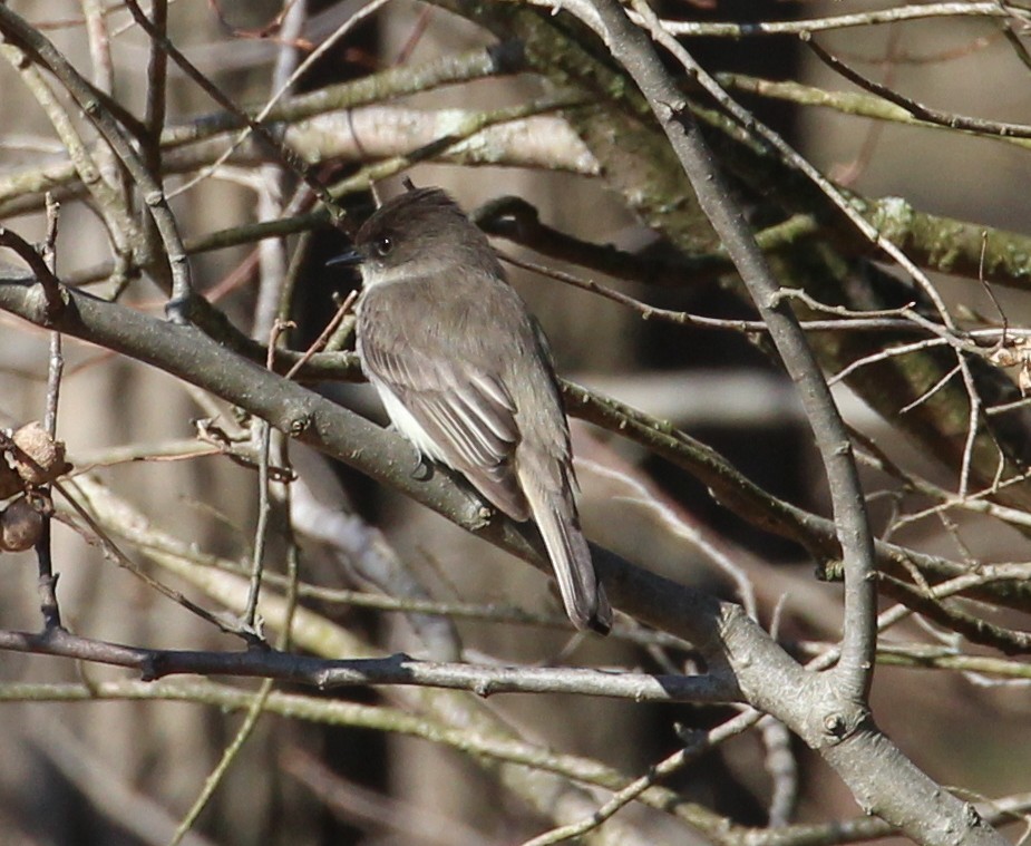 Eastern Phoebe - ML92301311