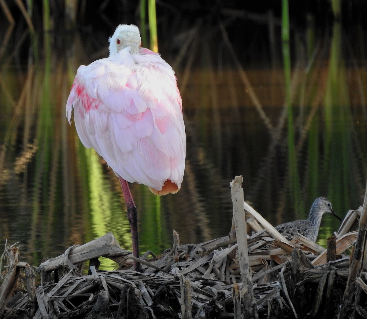 Roseate Spoonbill - ML92301701