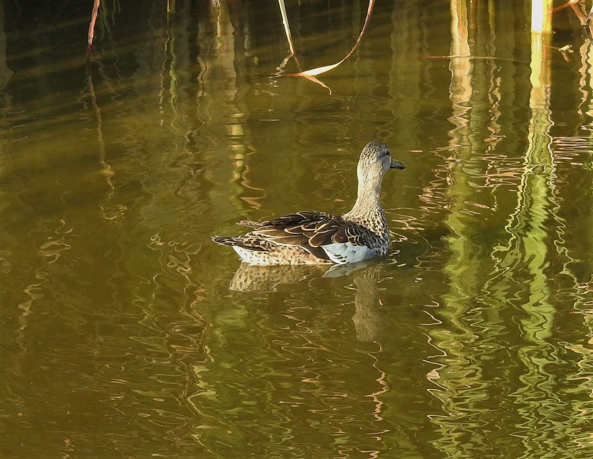 Sarcelle à ailes bleues - ML92301941