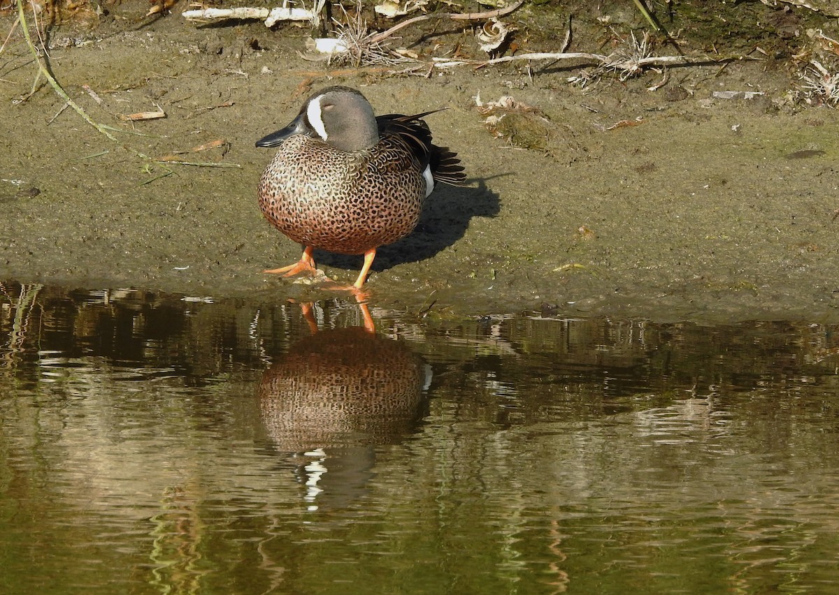 Sarcelle à ailes bleues - ML92302011