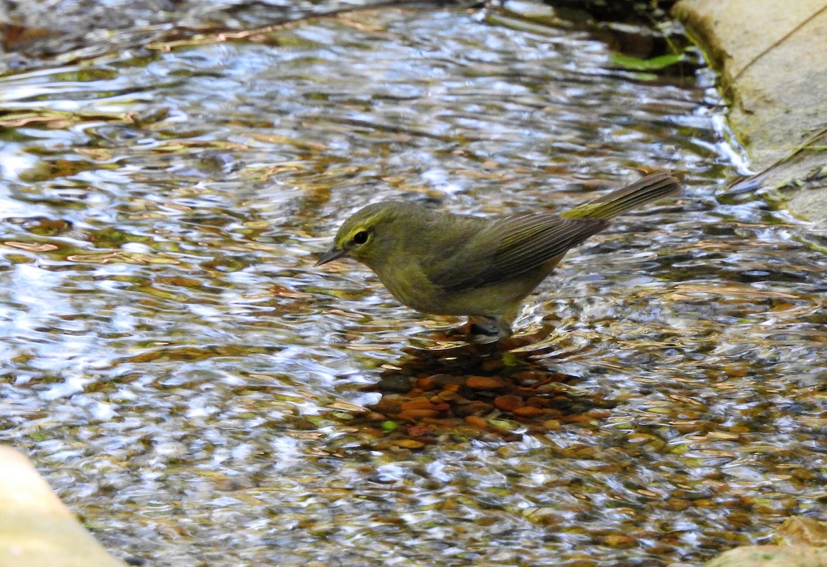 Orange-crowned Warbler - ML92302051