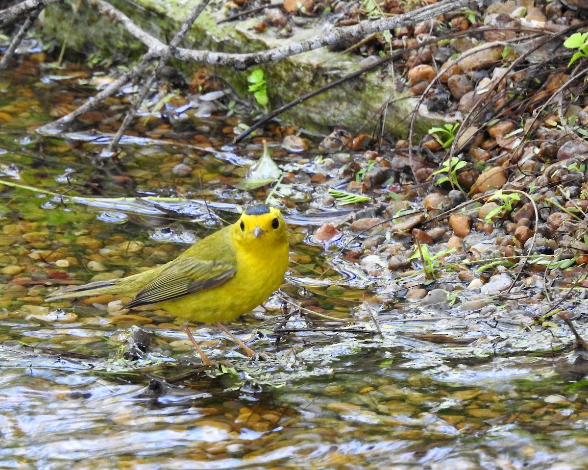 Wilson's Warbler - ML92302161