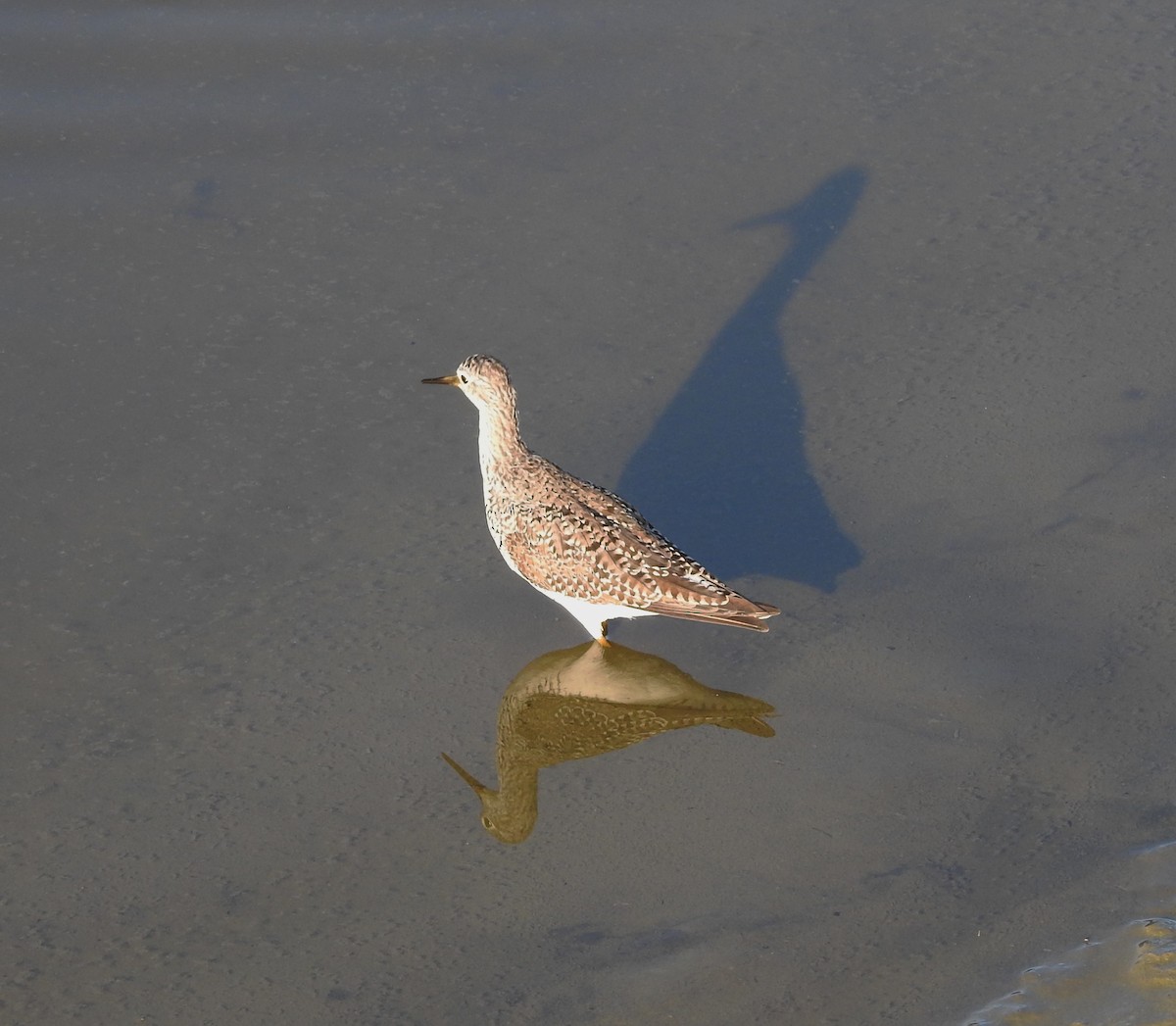 Lesser Yellowlegs - ML92302451