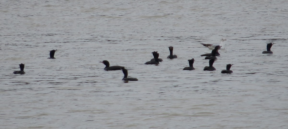 Cormorán Orejudo - ML92302901
