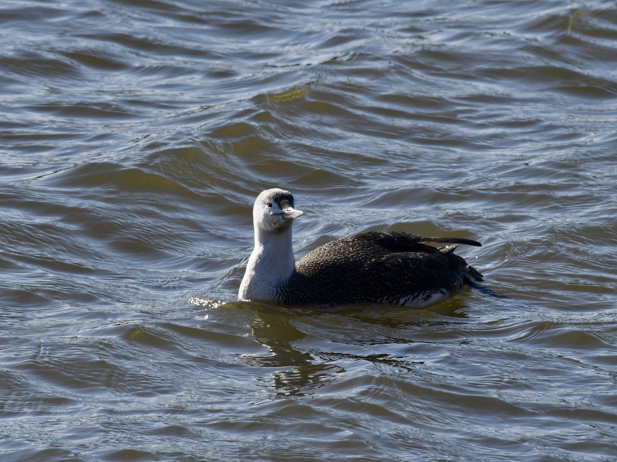 Red-throated Loon - ML92303671