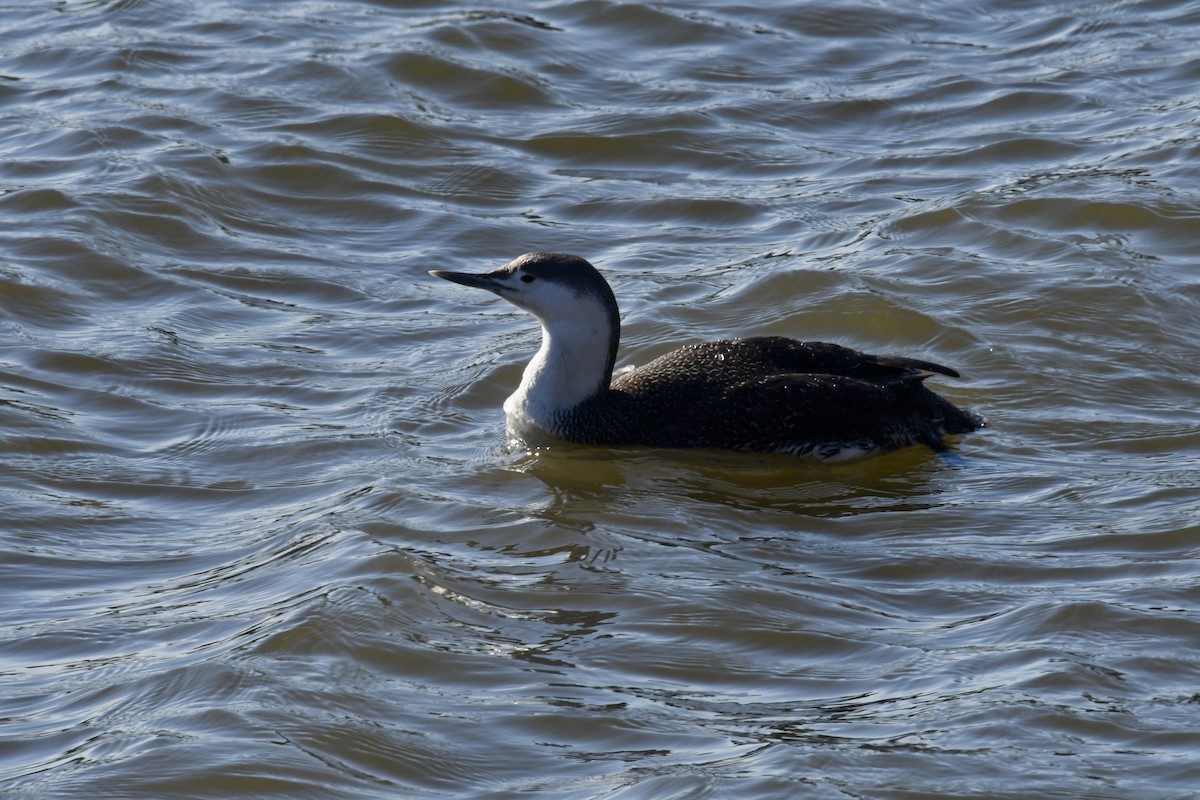 Red-throated Loon - ML92303681