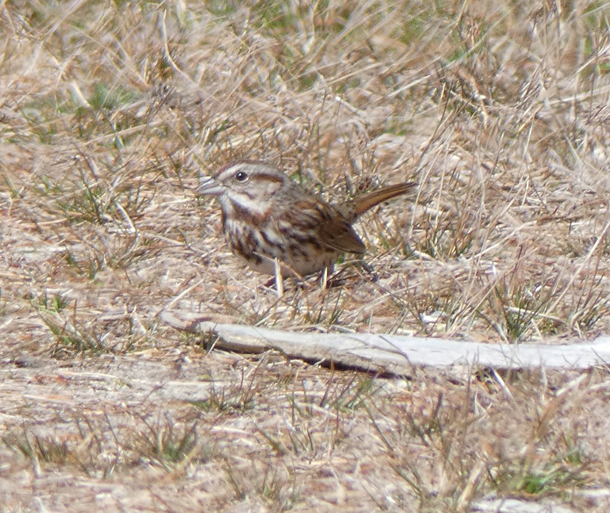 Song Sparrow - ML92303771