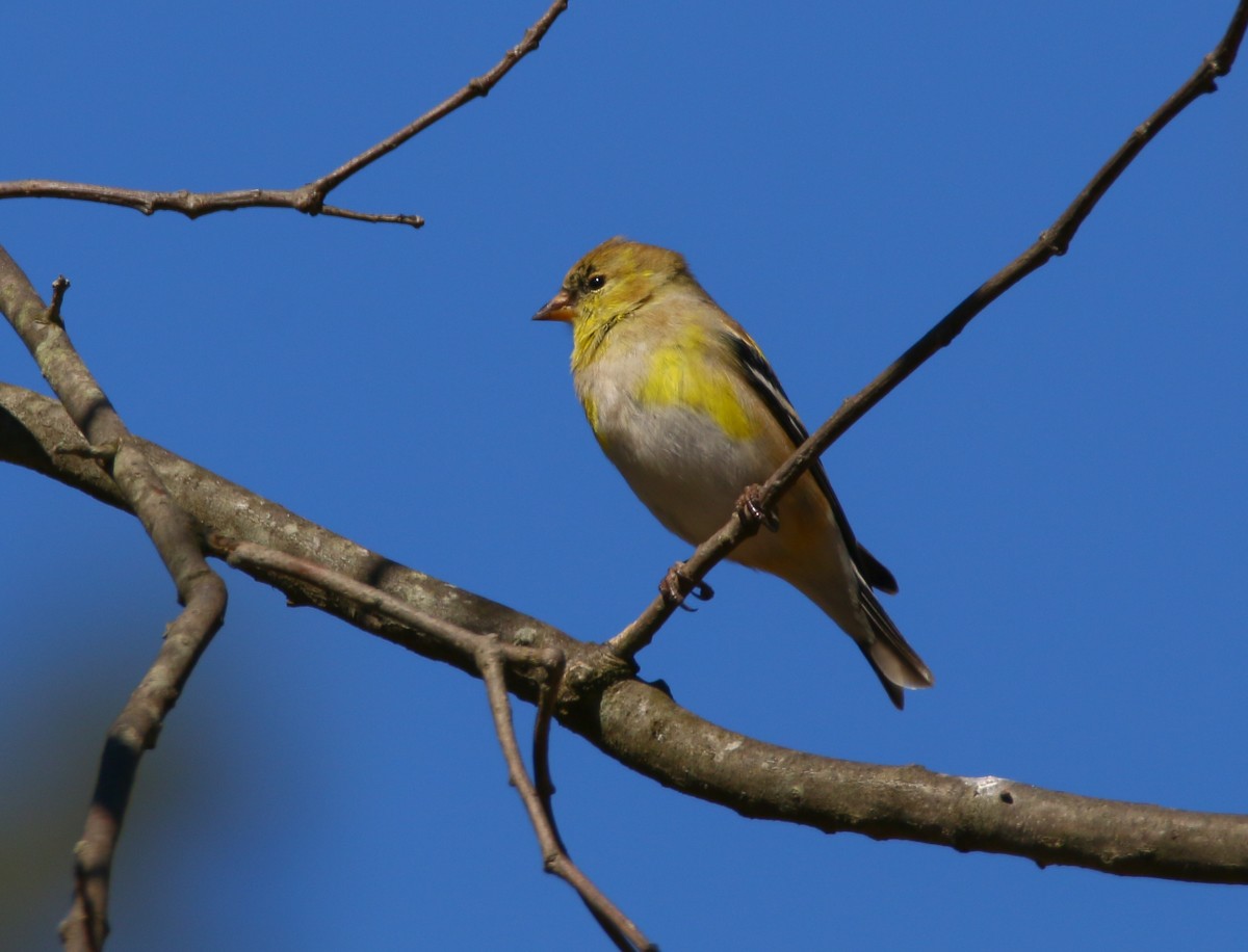 Chardonneret jaune - ML92303971