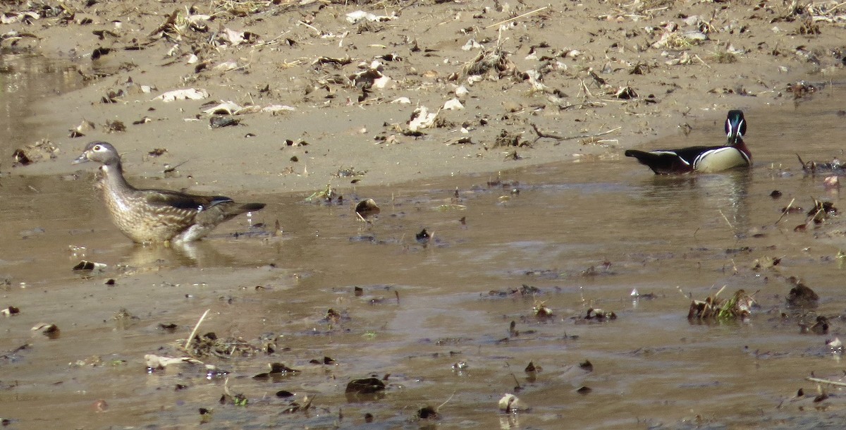 Wood Duck - ML92305121
