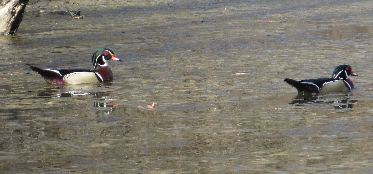 Wood Duck - ML92305131