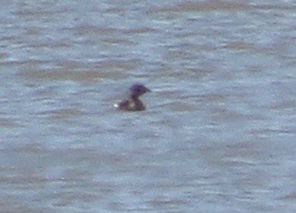 Pied-billed Grebe - ML92305151
