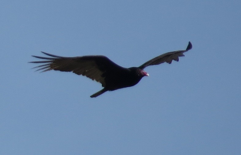 Turkey Vulture - ML92305181