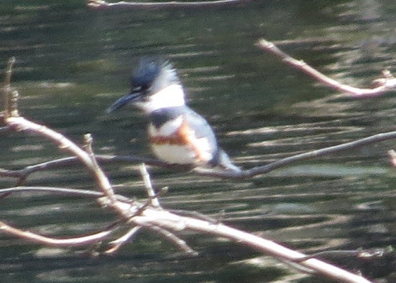 Belted Kingfisher - ML92305201