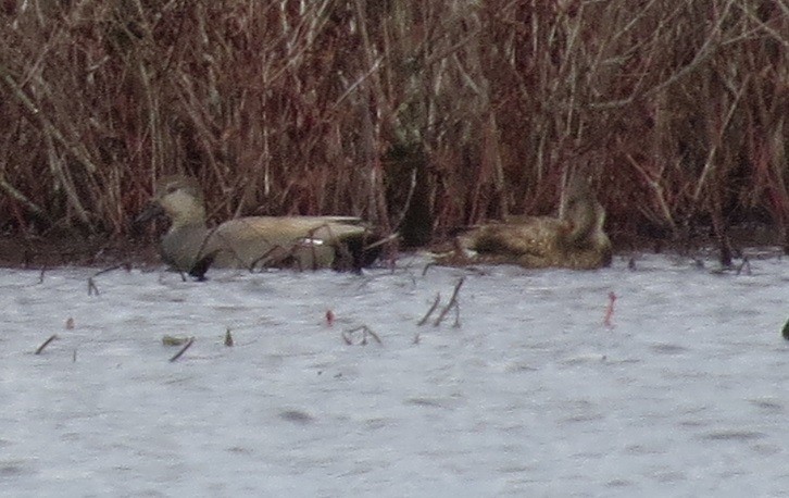 Gadwall - ML92305601