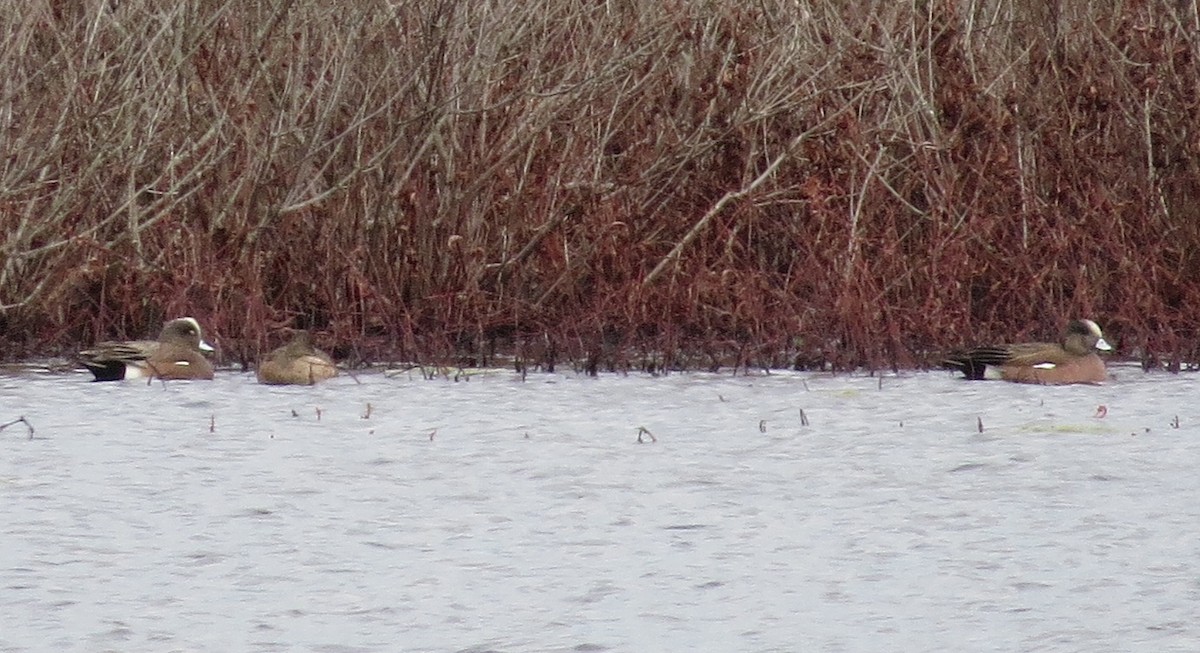 American Wigeon - ML92305631