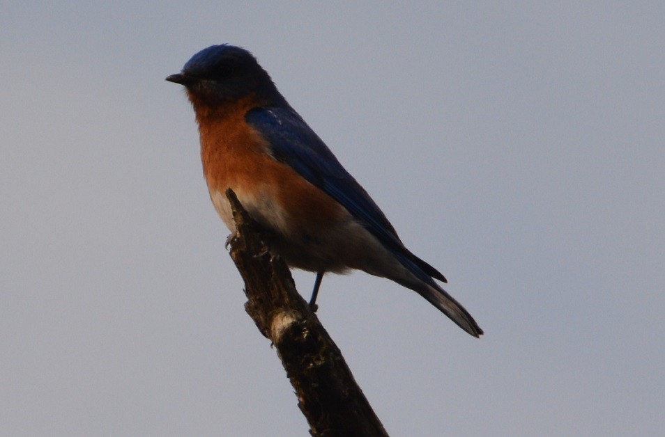 Eastern Bluebird - ML92305641