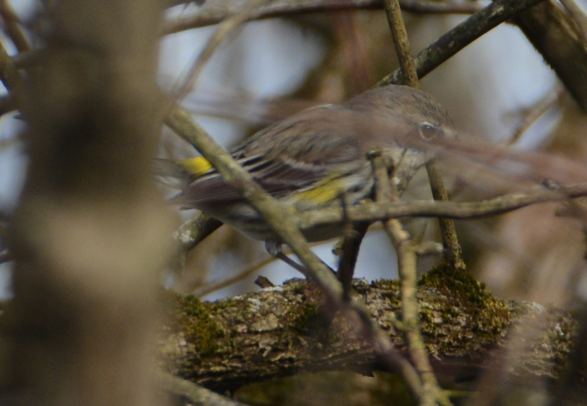 Yellow-rumped Warbler (Myrtle) - ML92305701