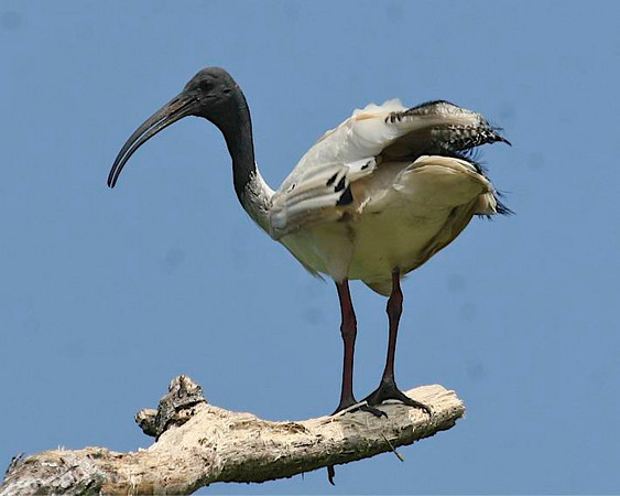 ibis australský - ML92305811