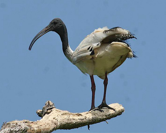 Australian Ibis - ML92305811