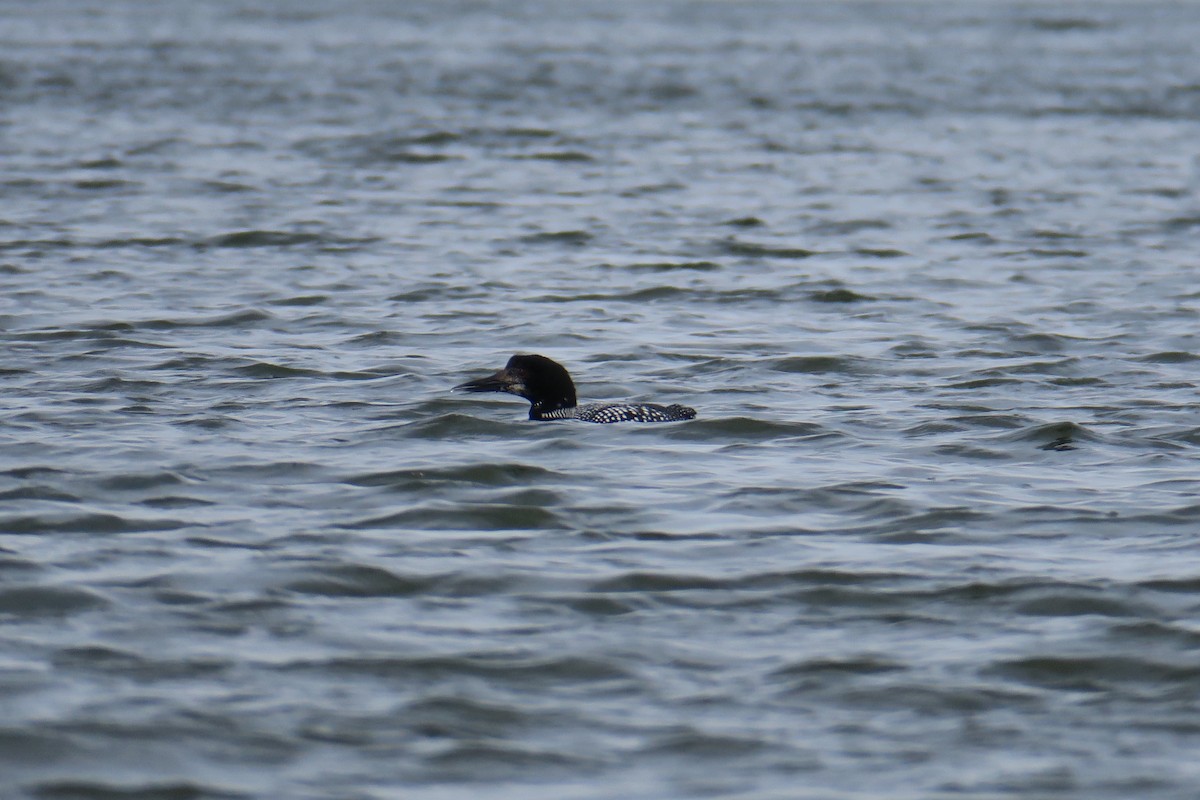 Common Loon - ML92306911