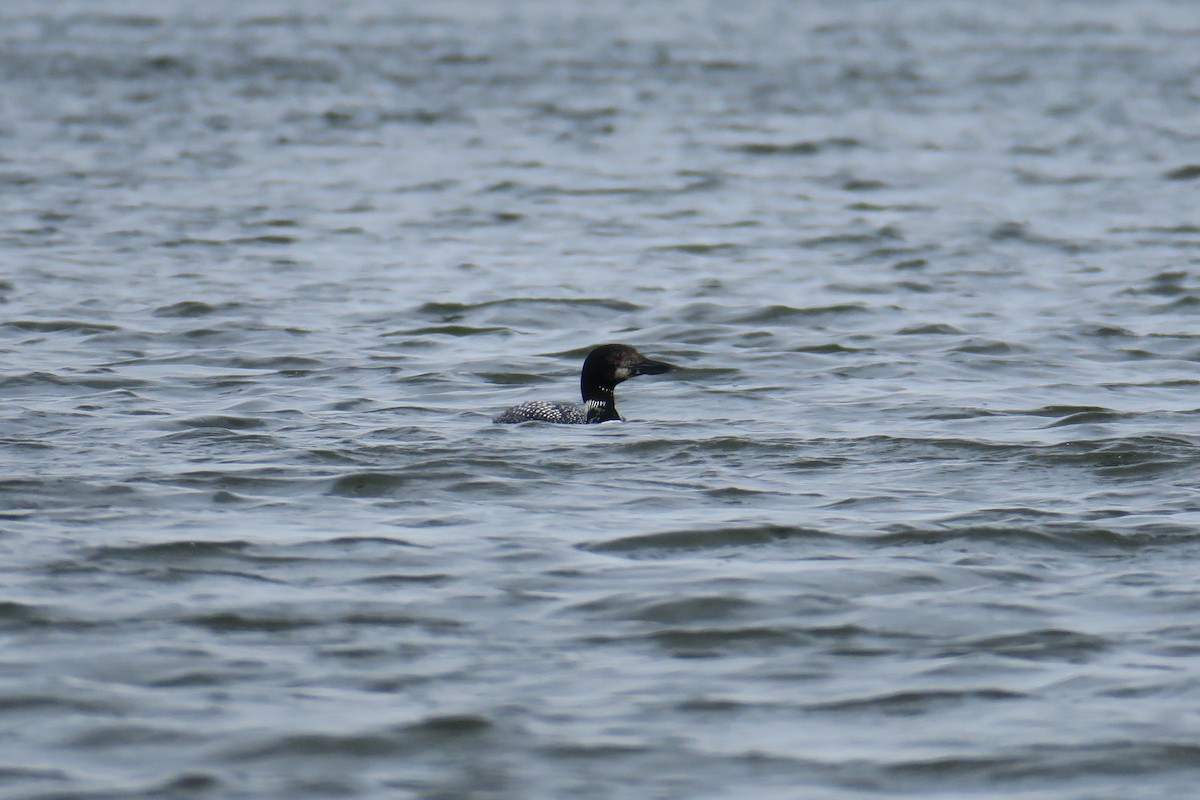 Common Loon - ML92306991