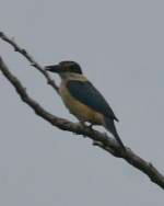 Sacred Kingfisher - Robert Tizard