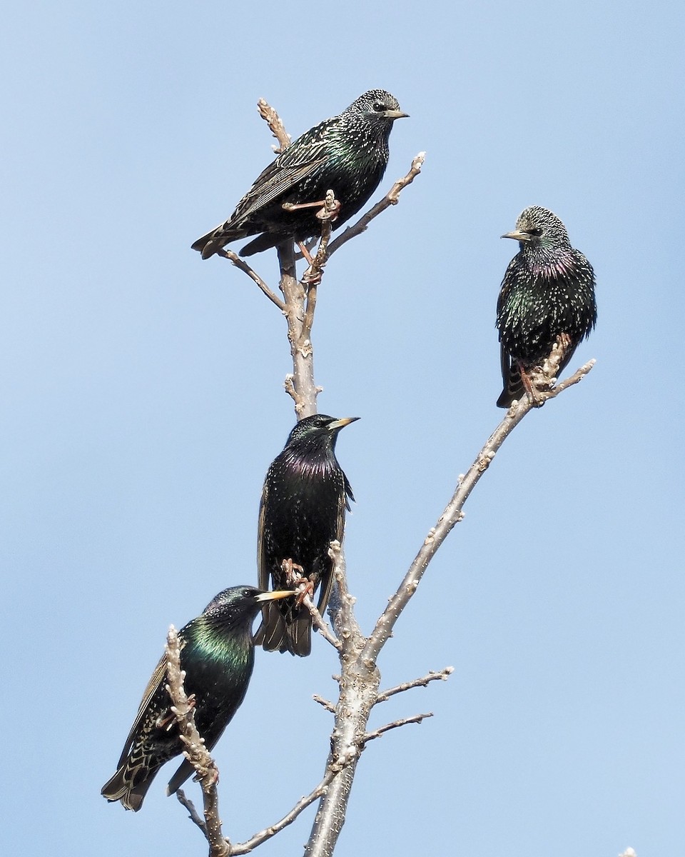 European Starling - ML92308171