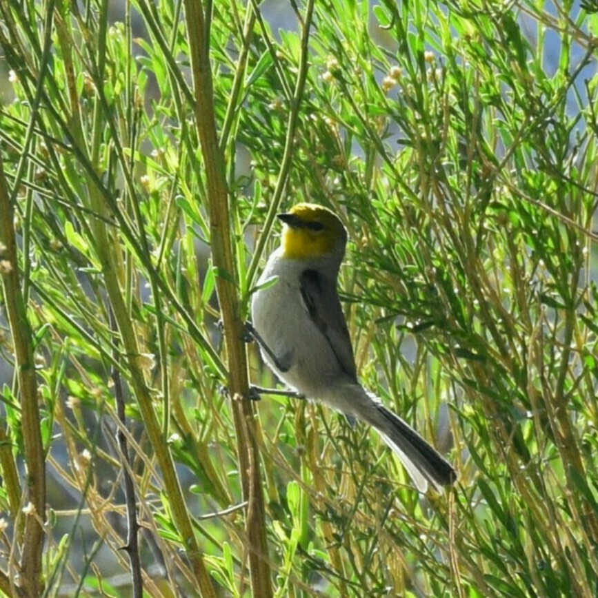 Pájaro Moscón Baloncito - ML92310241