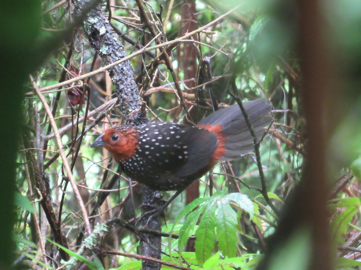 Ocellated Tapaculo - ML92311811